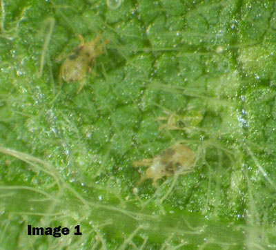 TWO-SPOTTED SPIDER MITES